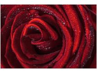 60X40CM BORDOWA RÓŻA OBRAZ