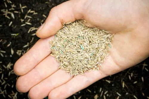 TRAWA MIESZANKA TRAWY z mikrokoniczyną koniczyna 2kg TRAWNIK SAMONAWOŻĄCY na Arena.pl