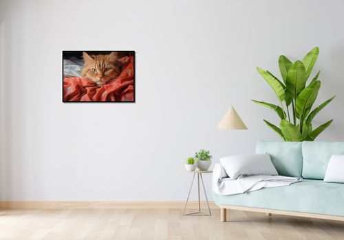 Plakat 70x50cm Mruczący Spokój na Arena.pl