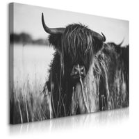 Obraz Do Sypialni Krowa Szkocka Czarno-Biały Pejzaż Polana 70cm x 50cm