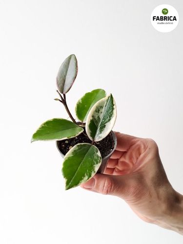 Hoya / Hoja carnosa Flamingo dream na Arena.pl