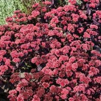 Rozchodnik karpacki RED CAULI Sedum Soczyście czerwone kwiaty Sadzonki P9