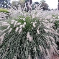 Rozplenica japońska HAMELN Pennisetum Piórkówka Sadzonki w doniczkach