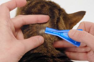 KROPLE NA PCHŁY I KLESZCZE DLA KOTA CANAC DIMETHICON 6X1ML na Arena.pl