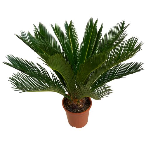 CYKAS doniczkowy (CYCAS) 70cm na Arena.pl