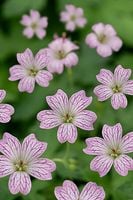 Bodziszek Versicolor Geranium kwitnąca bylina okrywowa do półcienia
