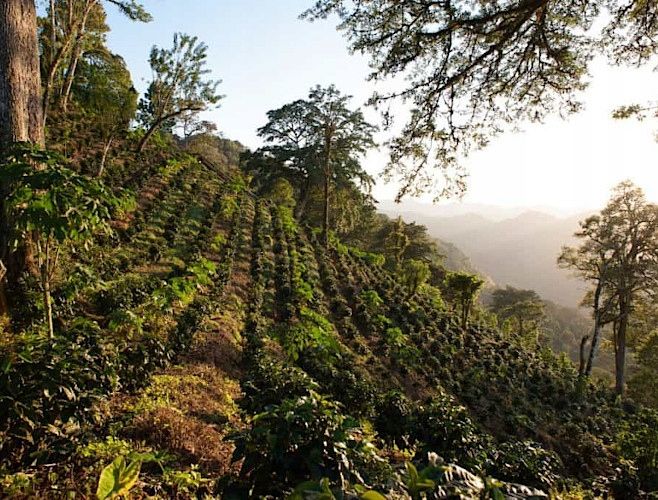 Kawa ZIELONA ziarno do palenia Nikaragua SHG 1kg zdjęcie 2