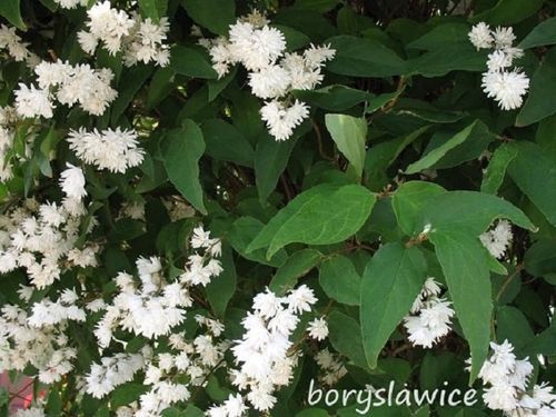 Żylistek szorstki BIAŁY PEŁNY (Deutzia) w P11, wysokość 80-100 cm na Arena.pl