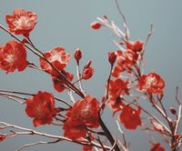 Plakat 60x50cm Szkarłatna Wiosna