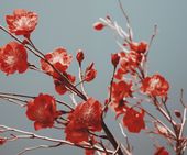 Plakat 60x50cm Szkarłatna Wiosna