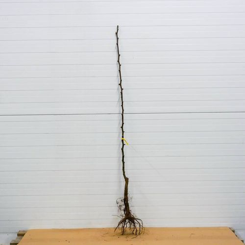 SADZONKI DRZEWKA OWOCOWE GRUSZA KONFERENCJA SŁODKIE PYSZNE OWOCE na Arena.pl