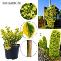 Trzmielina Emerald Gold zimozielony KRZEW 25-35 cm