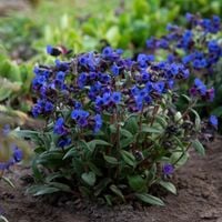 Miodunka BLUE ENSIGN Niebieska Miododajna Do cienia Sadzonki pojemnik 1L