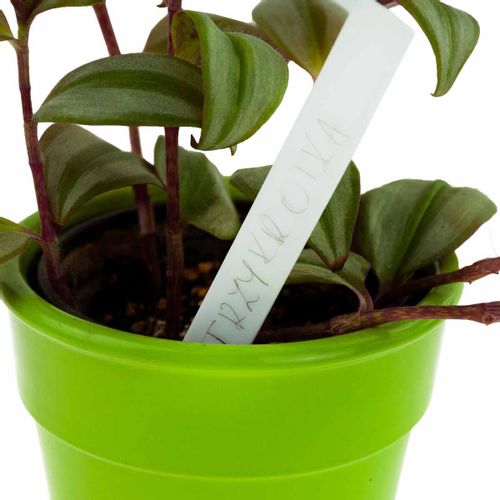 ETYKIETY TABLICZKI DO OPISYWANIA ROŚLIN NASION SADZONEK ZNACZNIKI 31SZ na Arena.pl