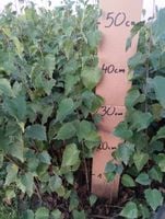 BRZOZA BRODAWKOWATA sadzonki 30-50 cm 100 sztuk