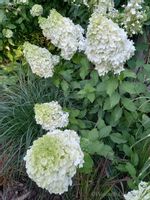 Hortensja bukietowa Polar Bear-Hydrangea paniculata