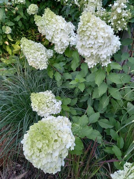 Hortensja bukietowa Polar Bear-Hydrangea paniculata zdjęcie 1