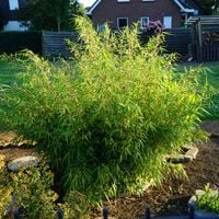 BAMBUS Parasolowaty Fargesia BIMBO Mrozoodporny Kępowy Fargezja Sadzonki 3L