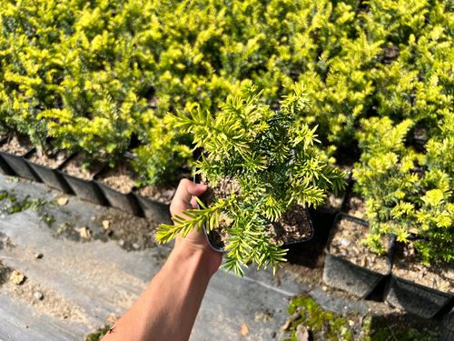 Cis pospolity 'Elegantissima' (Taxus baccata) Doniczka 2.5L na Arena.pl