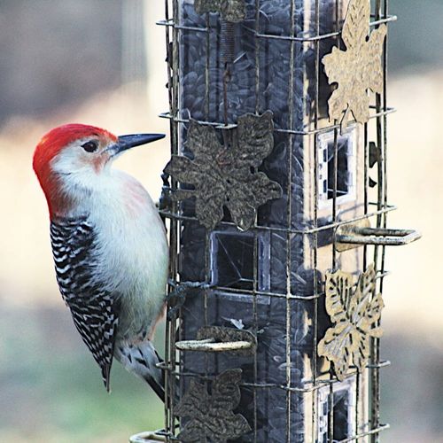 SŁONECZNIK CZARNY PREMIUM Drobny DLA PTAKÓW I NA POPLON ziarno 20KG na Arena.pl