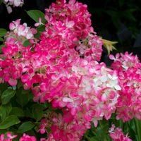 Hortensja bukietowa 'Diamant Rouge' (Hydrangea paniculata) Doniczka 2.0L