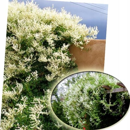 NAJSZYBCIEJ ROSNĄCE PNĄCZE - FALLOPIA ROŚNIE 6 METRÓW NA ROK SADZONKA na Arena.pl