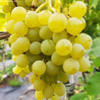 Winorośl bezpestkowa 'Himrod' (Vitis) w P11, wysokość 70-100 cm