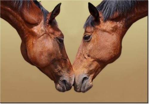 100 70CM OBRAZ PŁÓTNO KONIE PŁÓTNO RAMA na Arena.pl