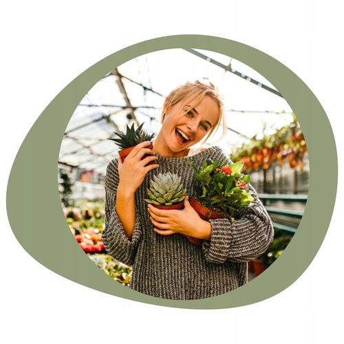 Epipremnum Aureum ZŁOCISTE Przebarwienia PNĄCZE Łatwa Uprawa Sercowate na Arena.pl