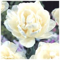 TULIPAN cebulki BIAŁY PODWÓJNY PEONIOWY MOUNT TACOMA 10 szt. + GRATIS