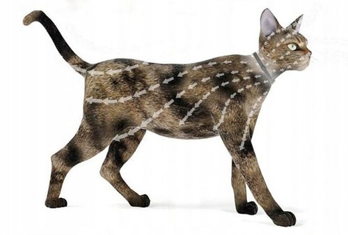 OBROŻA NA PASOŻYTY DLA KOTÓW 40CM 8 MIESIĘCY NATURALNE OLEJKI na Arena.pl