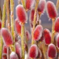 Wierzba smukłoszyjkowa 'Mt Aso' (Salix) w doniczkach P11, wysokość 30-40 cm