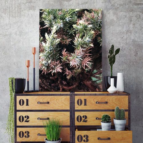 Deco Panel, Kolczasty krzew 40x60 na Arena.pl