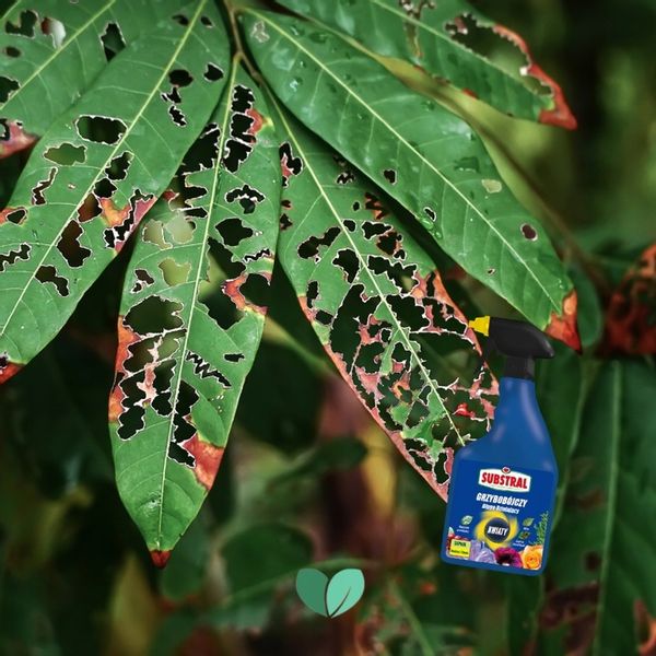 SAPROL GRZYBOBÓJCZY środek KWIATY: ZWALCZA CHRONI zdjęcie 10