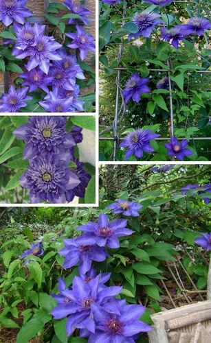 Powojnik Clematis Multi Blue C2 E na Arena.pl