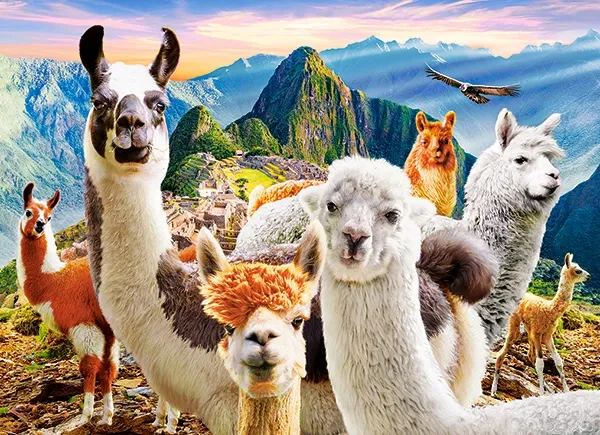 Puzzle 200 elementów. Llamas Selfie zdjęcie 2