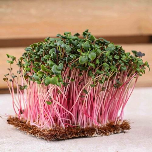 TORAF MICROGREENS MŁODE LISTKI ZESTAW 4 ROŚLIN MAT BOMBA WITAMINOWA NASIONA na Arena.pl