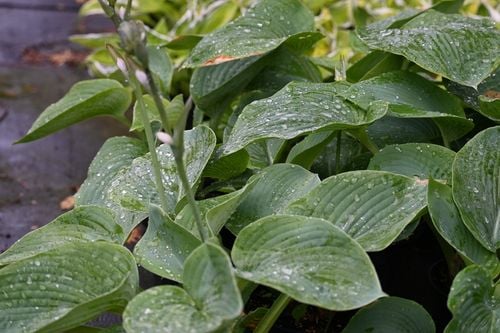 Funkia Blue Mammoth - Hosta Blue Mammoth na Arena.pl