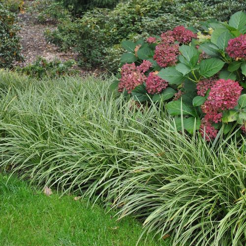 Turzyca Morrowa ICE DANCE Zimozielona Do cienia Sadzonki w doniczkach na Arena.pl