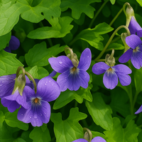 Fiołek Dłoniasty Palmowy Postrzępione Palczaste Liście (Viola palmata) 1.0L