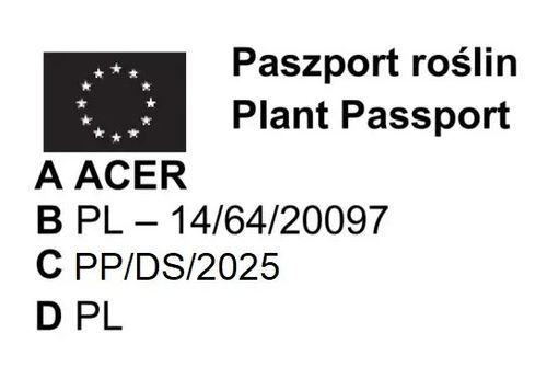 KLON czerwony - sadzonki 50 / 80 cm na Arena.pl