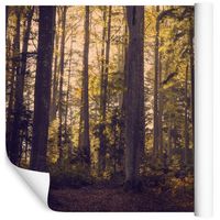 Fototapeta Las Natura ZIELEŃ Drzewa do Sypialni 300x210