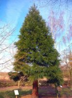 MAMUTOWIEC OLBRZYMI Sequoiadendron giganteum - NASIONA 2000 sztuk - 10g.