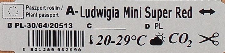Rośliny do akwarium Ludwigia Mini Super Red XL zdjęcie 4