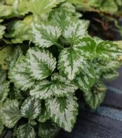 Gajowiec żółty sadzonka bylina okrywowa