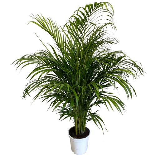 PALMA AREKA (ARECA) 120 cm na Arena.pl