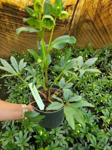 Ciemiernik 'Winter Bells' sadzonka 2l. na Arena.pl