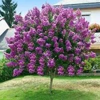LAGERSTROEMIA na pniu Fioletowo-rózowa bez południa - sadzonki 70 / 90 cm