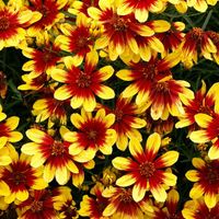 product-compare-59108704