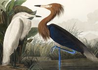 Plakat 18x13cm Czapla Purpurowa, J.J.Audubon Vintage do Salonu